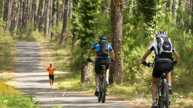 Faire du vélo dans la forêt landaise